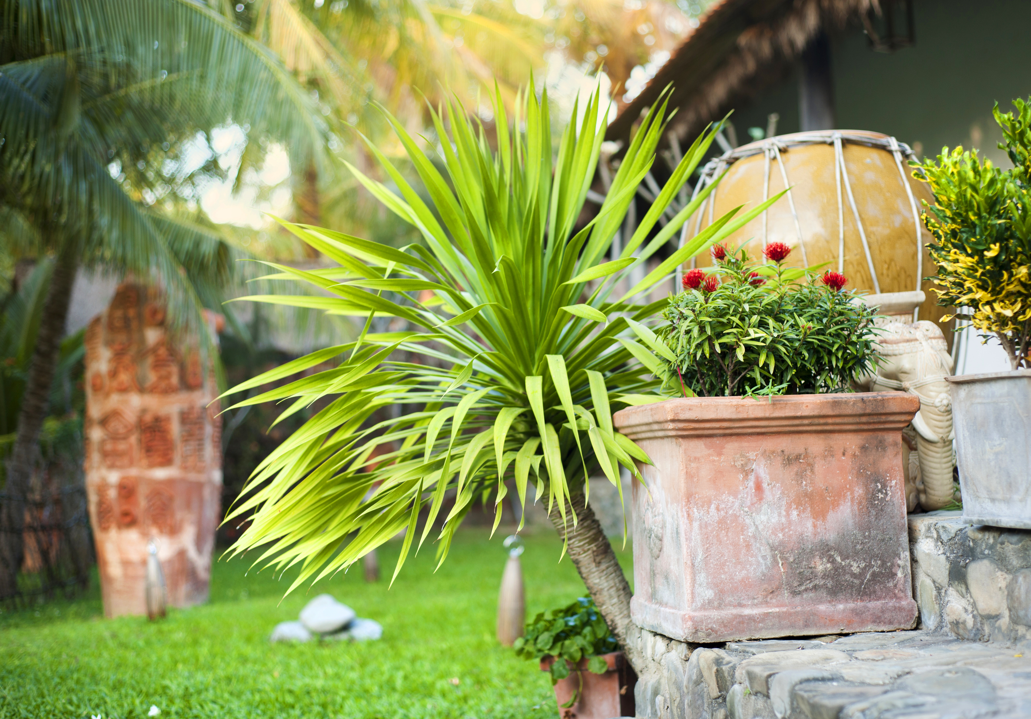 Green tropical garden